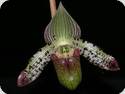 Paph. argus